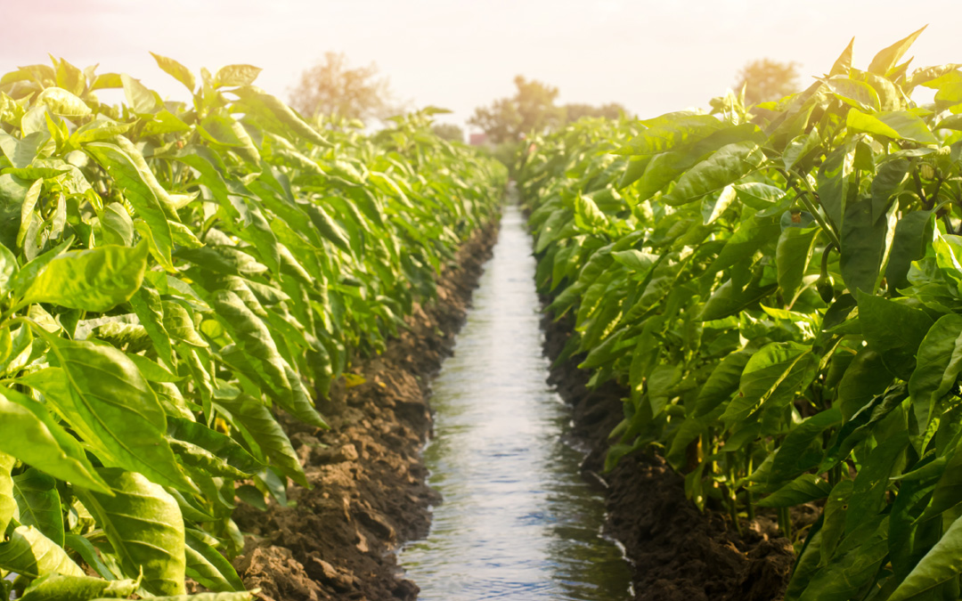 PFAS Jeopardize Agricultural Prospects in Maine