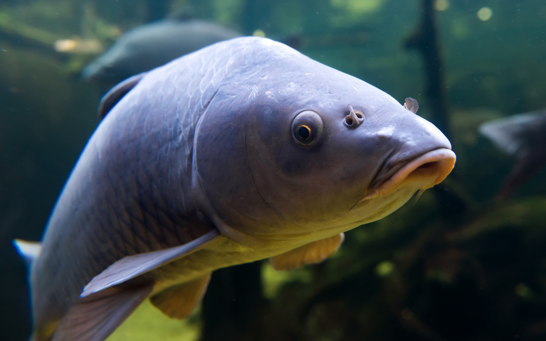 The Impact of PFAS on Freshwater Fish